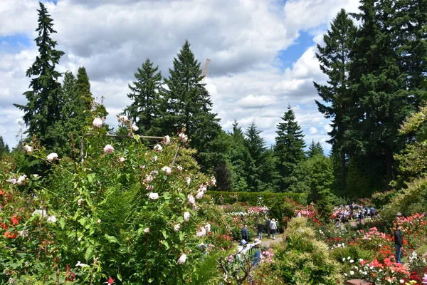 Portland Jun International Rose Test Garden Portland Oregon Seen Jun — Stock Photo, Image