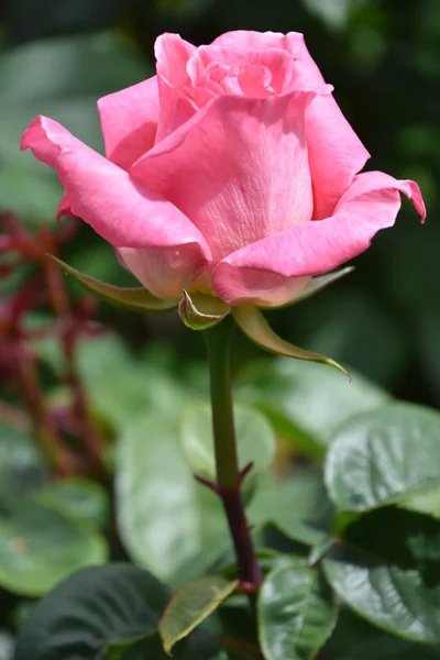 Hermosas Rosas Primavera Jardín — Foto de Stock