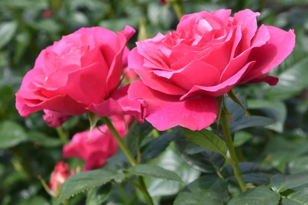 Hermosas Rosas Primavera Jardín — Foto de Stock