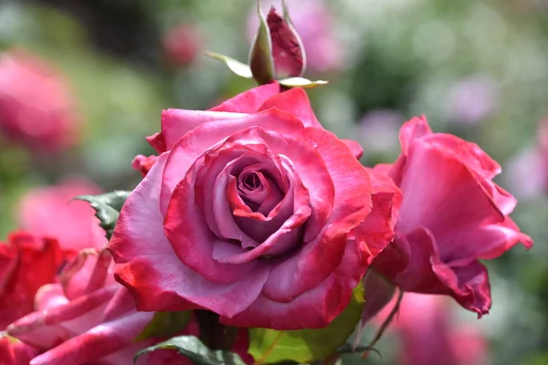 Hermosas Rosas Primavera Jardín — Foto de Stock