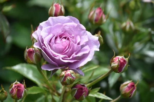Schöne Rosen Frühling Garten — Stockfoto