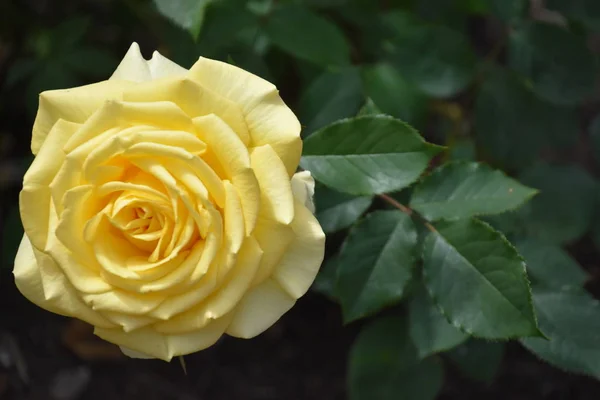 Beautiful Roses Spring Garden — Stock Photo, Image