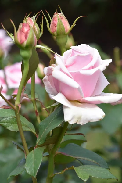 Hermosas Rosas Primavera Jardín — Foto de Stock