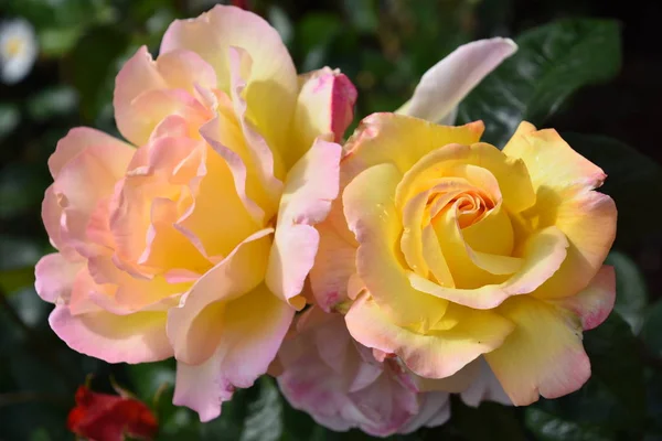 Beautiful Roses Spring Garden — Stock Photo, Image