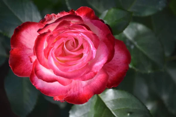 Bahçede Baharda Güzel Güller — Stok fotoğraf