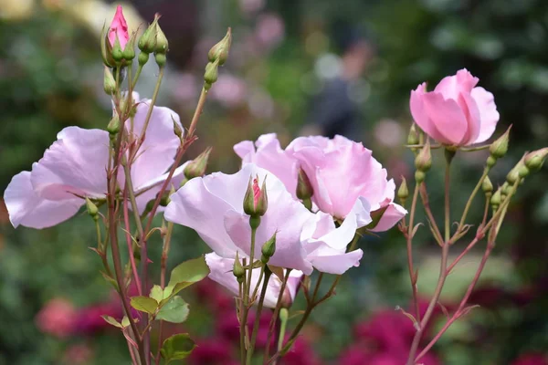 Beautiful Roses Spring Garden — Stock Photo, Image