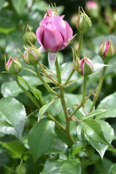 Bahçede Baharda Güzel Güller