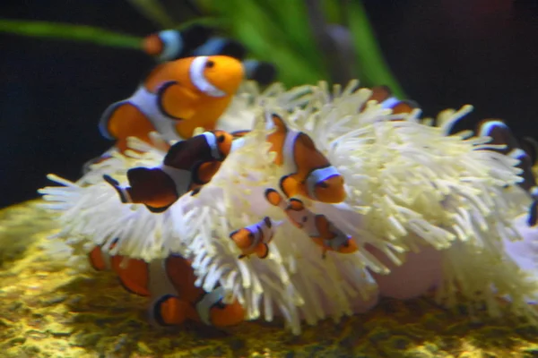 Kleurrijke Vissen Het Water Een Aquarium — Stockfoto