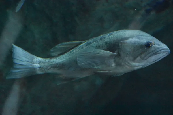 水族館で水の中のカラフルな魚 — ストック写真