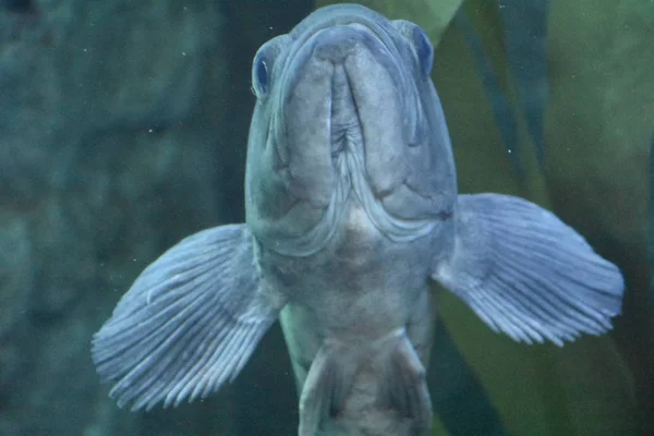 수족관에 물고기 — 스톡 사진