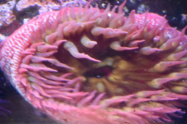 A Sea Anemone in Water in an Aquarium