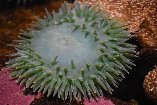 Sea Anemone Water Aquarium — Stock Photo, Image