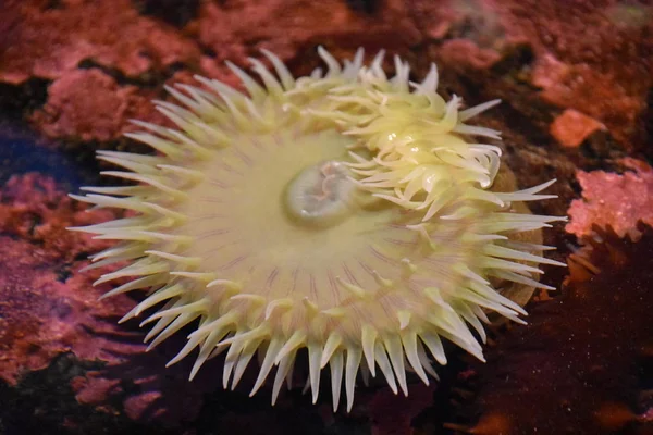 A Sea Anemone in Water in an Aquarium