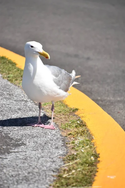 Petit Oiseau Mouette — Photo