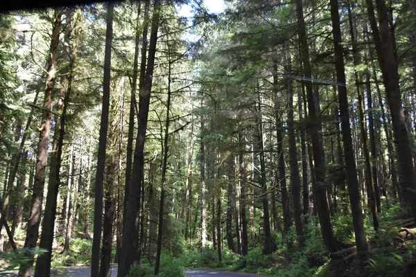 Parque Estadual Ecola Oregon — Fotografia de Stock