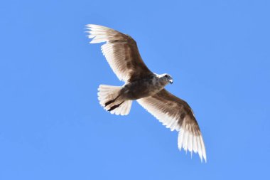 Sahilde bir martı kuşu