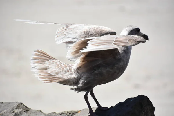 Pájaro Gaviota Junto Playa —  Fotos de Stock