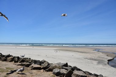 10 Haziran 2022 'de Queens, New York' taki Rockaway Beach State Wayside 'da görüldü..