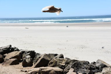 10 Haziran 2022 'de Queens, New York' taki Rockaway Beach State Wayside 'da görüldü..