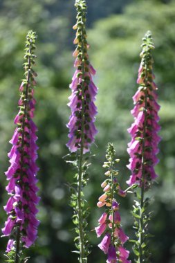 Güzel Renkli Yüksükotu Çiçekleri