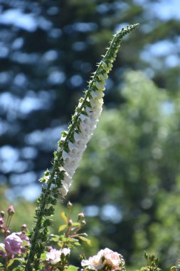 Güzel Renkli Yüksükotu Çiçekleri