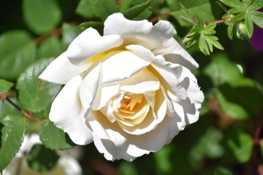 Bahçede Baharda Güzel Güller