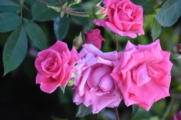 Bahçede Baharda Güzel Güller — Stok fotoğraf
