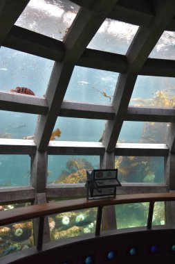 SEATTLE, WA - 15 Temmuz 2019 'da görüldüğü gibi, Washington' daki Seattle Akvaryumu. 1977 yılında Elliott Körfezi rıhtımında 59. rıhtımda açılan bir akvaryum..