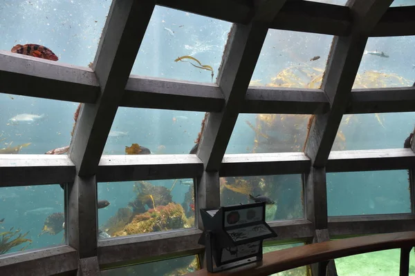 シアトル 7月15 2019で見られるように ワシントンのシアトル水族館 1977年にオープンした水族館で エリオット湾ウォーターフロントのピア59に位置しています — ストック写真