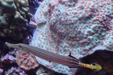 Akvaryumdaki Sudaki Renkli Balık