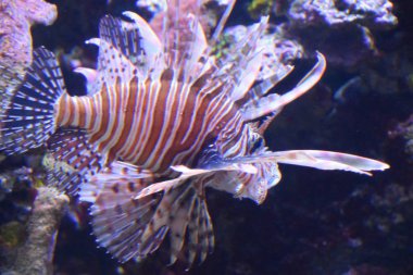 Akvaryumda yüzen güzel bir Aslan Balığı