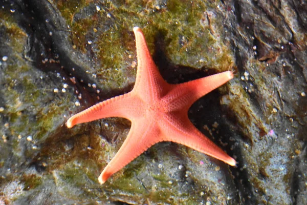 Akvaryumda Suda Bir DenizYıldızı