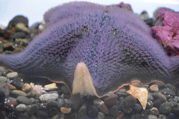 Uma Estrela Mar Água Aquário — Fotografia de Stock