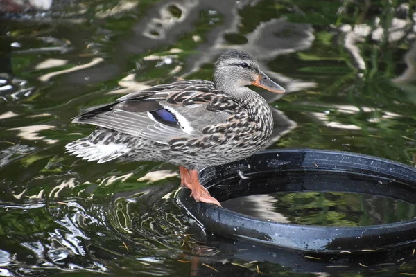 Tal Winged Duck — стоковое фото