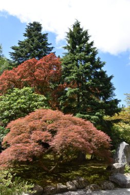 Seattle Japon Bahçesi Washington Park Arboretum de Seattle, Washington