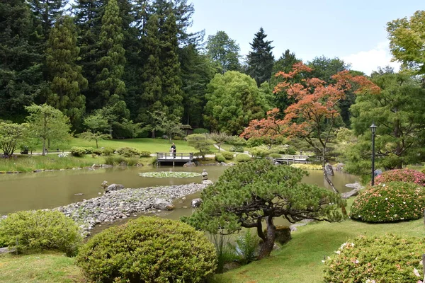 Seattle Japon Bahçesi Washington Park Arboretum Seattle Washington — Stok fotoğraf