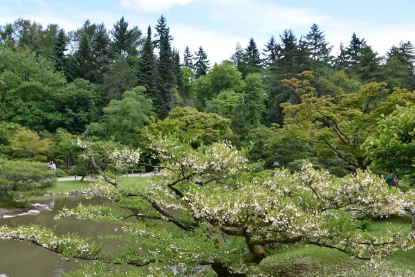 Seattle Japon Bahçesi Washington Park Arboretum Seattle Washington — Stok fotoğraf