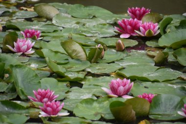 Lily Çiçekler Bir Bahçede Lily Pads üzerinde