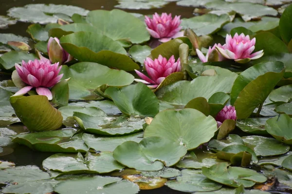 Lily Çiçekler Bir Bahçede Lily Pads Üzerinde — Stok fotoğraf