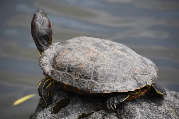 Eine Schildkröte Einem Teich — Stockfoto