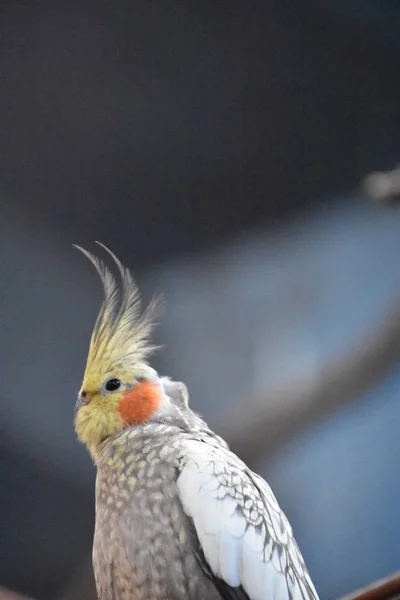 Burung Cockatiel Kebun Binatang — Stok Foto