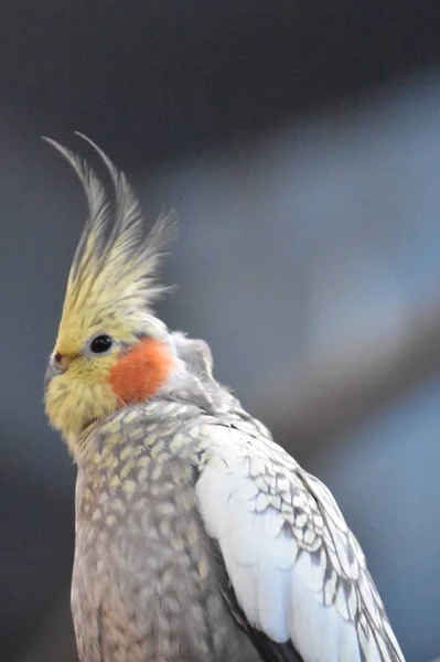 動物園のコカティエル鳥 — ストック写真