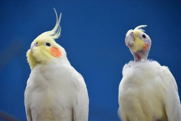 Κόκορας Πουλιά Ένα Ζωολογικό Κήπο — Φωτογραφία Αρχείου