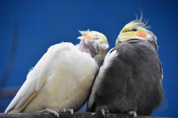 Hayvanat Bahçesinde Cockatiel Kuşlar — Stok fotoğraf