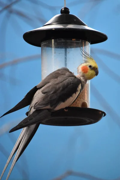 Pássaros Cockatiel Zoológico — Fotografia de Stock