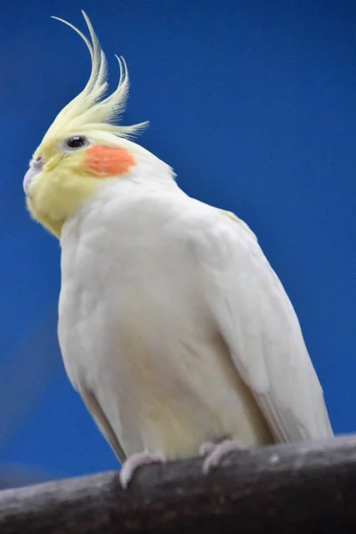 Hayvanat Bahçesinde Cockatiel Kuşlar — Stok fotoğraf