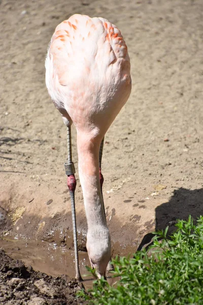 Beautiful Flamingo Habitat — Stock Photo, Image