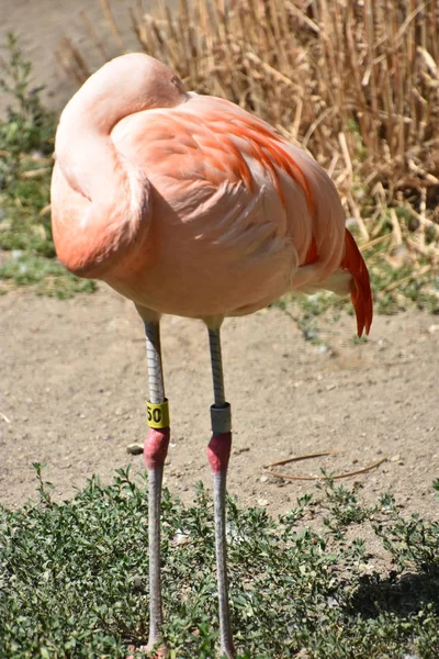 Lindo Flamingo Seu Habitat — Fotografia de Stock