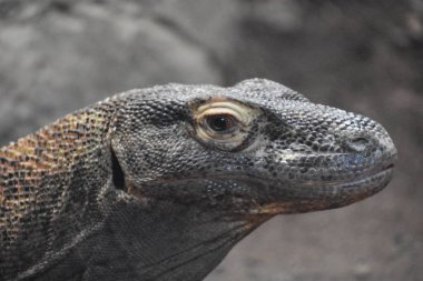 Habitatında bir Komodo Ejderhası