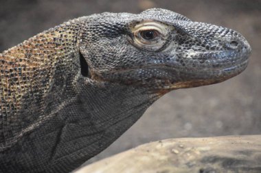 Habitatında bir Komodo Ejderhası